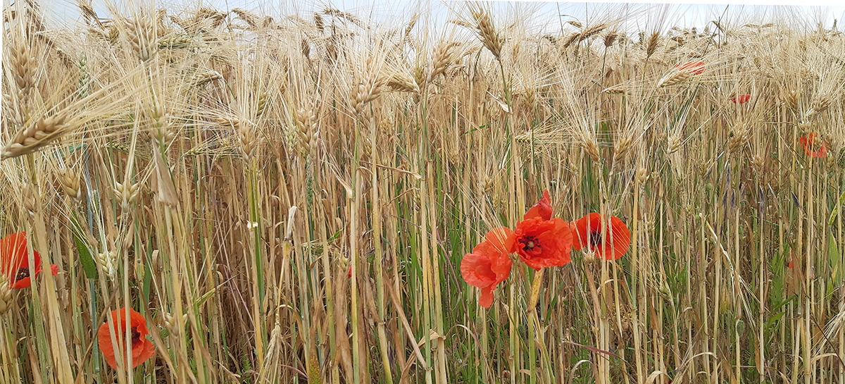 Bild_Haare%20schneiden_Gräser%20Mohn